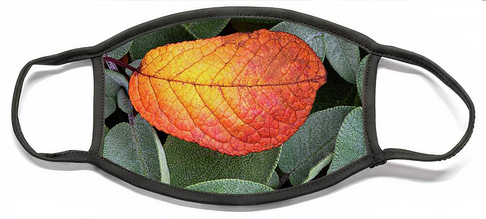 Autumnal Face Mask featuring the photograph Autumnal leaf in a sage bush by Bernhard Schaffer
