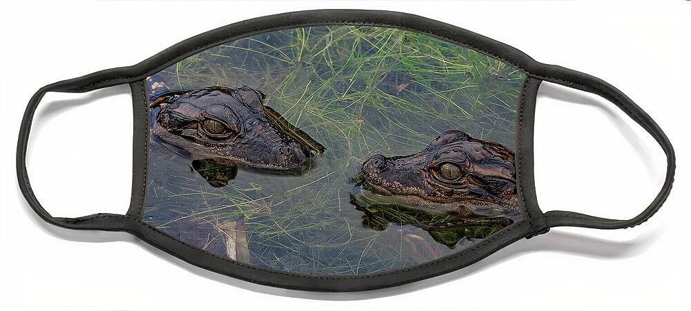 Aligator Face Mask featuring the photograph Baby Aligatots by Larry Marshall