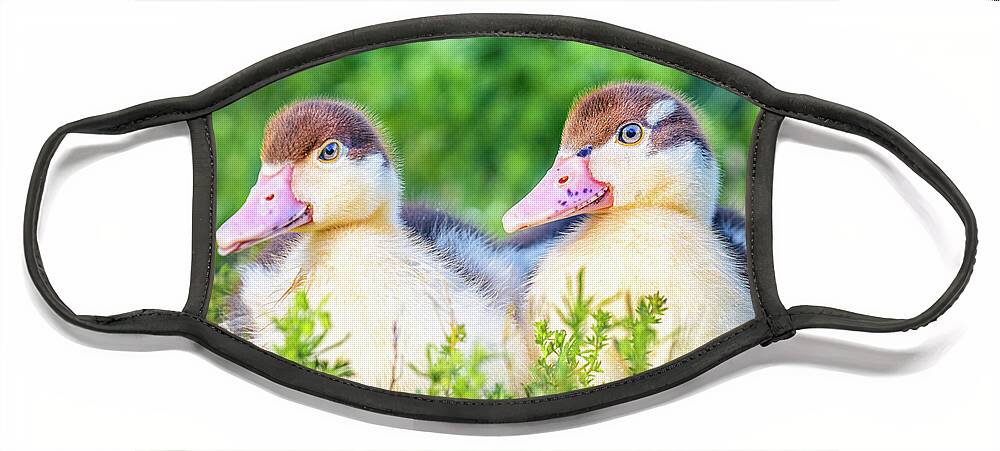 Ready Face Mask featuring the photograph Baby Ducks Ready For Play time by Jordan Hill