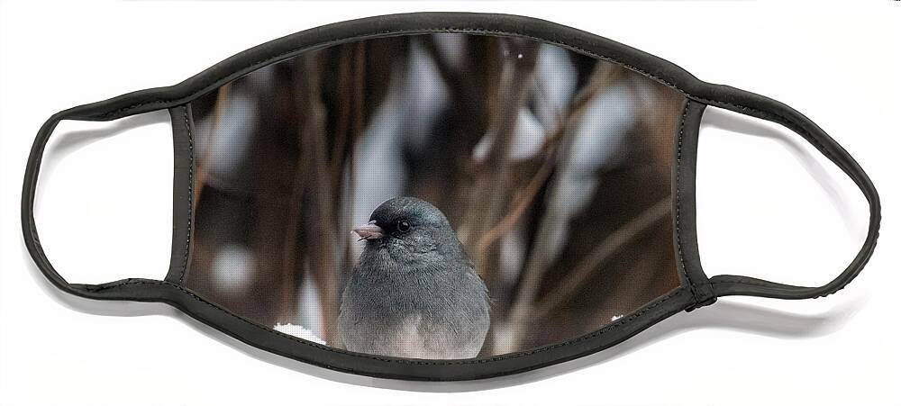 Junco Face Mask featuring the photograph Baby, it's Cold Outside by Laura Putman