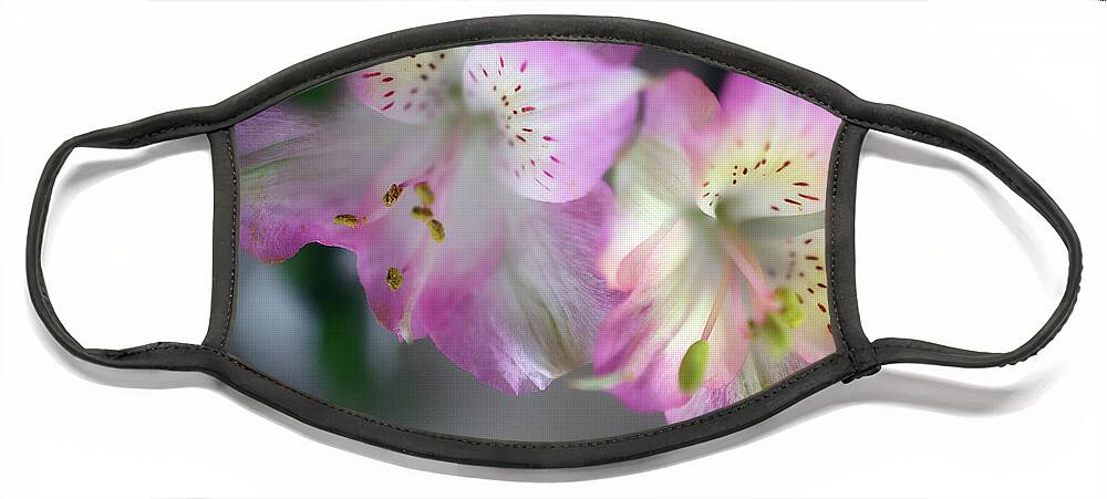 Baby Pink Peruvian Lily Face Mask featuring the photograph Baby Pink Peruvian Lily by Gwen Gibson