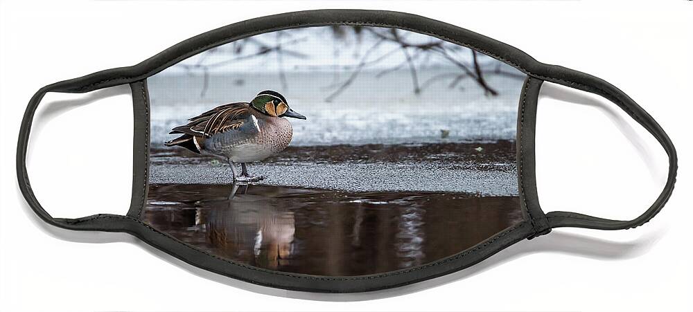 Baikal Teal Face Mask featuring the photograph Baikal Teal a rare visitor in Sweden by Torbjorn Swenelius