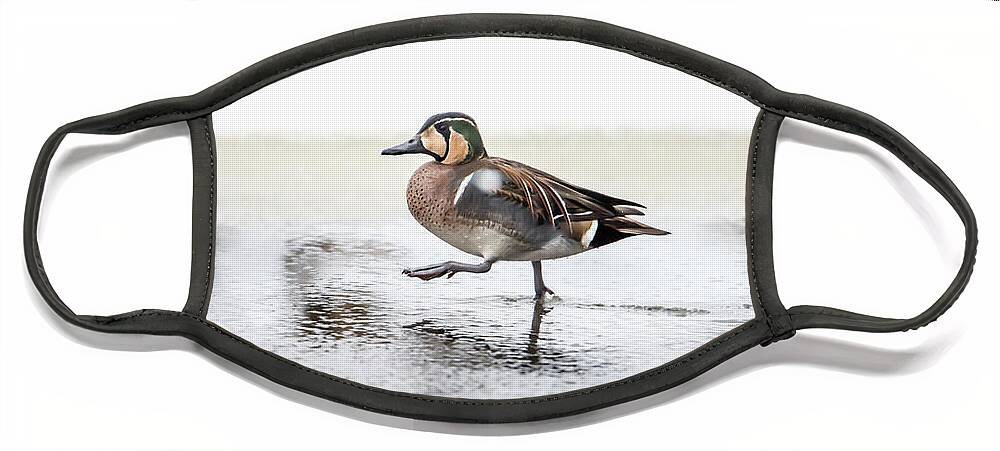 Baikal Teal Face Mask featuring the photograph Baikal Teal, the beautiful and rare visitor in Sweden, walks wit by Torbjorn Swenelius