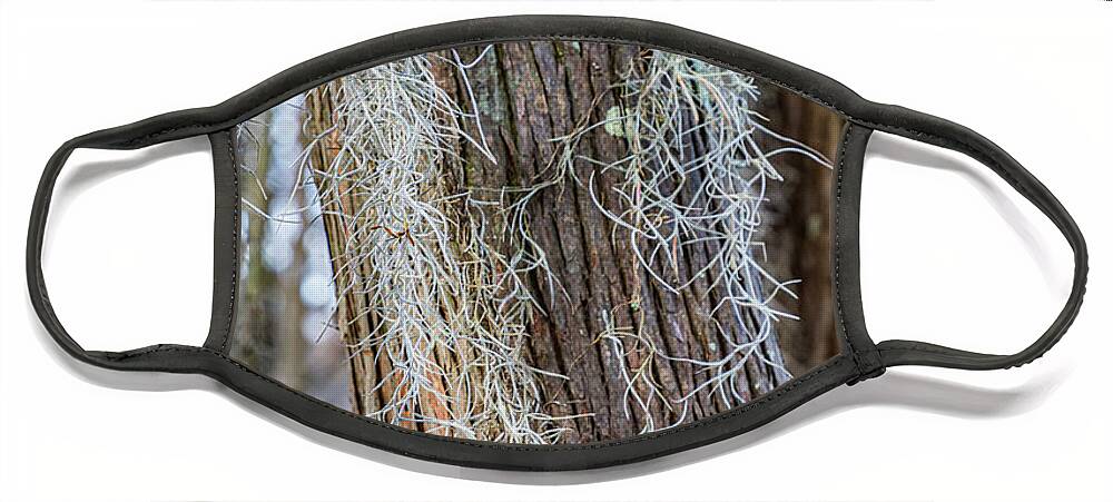 Swamp Face Mask featuring the photograph Bald Cypress Moss by Tim Stanley