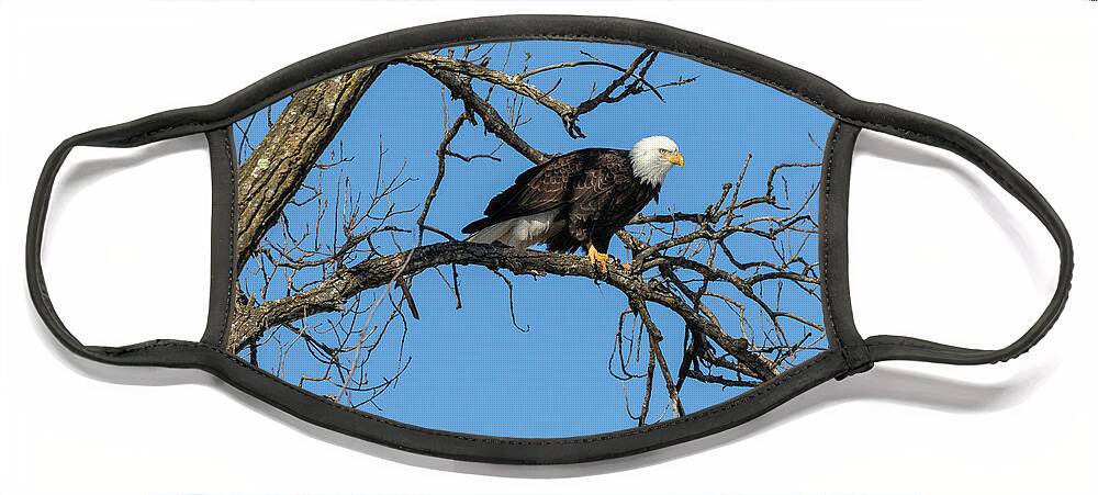 American Bald Eagle Face Mask featuring the photograph Bald Eagle 2019-21 by Thomas Young