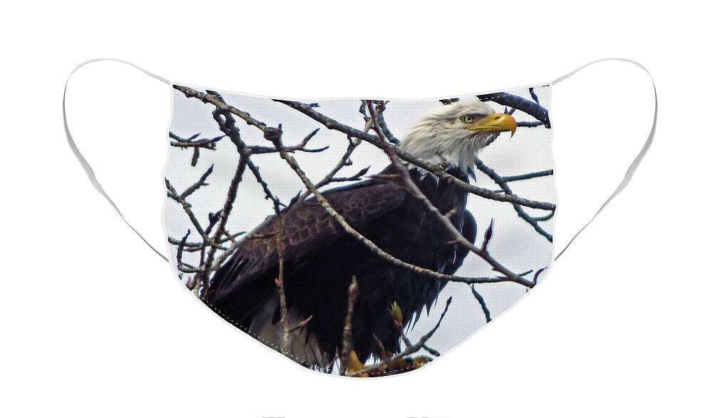 Bald Eagle Face Mask featuring the photograph Bald Eagle by Cindy Murphy
