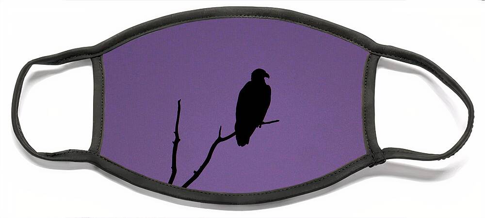 Eagle Face Mask featuring the photograph Bald Eagle in Silhouette by Mary Walchuck