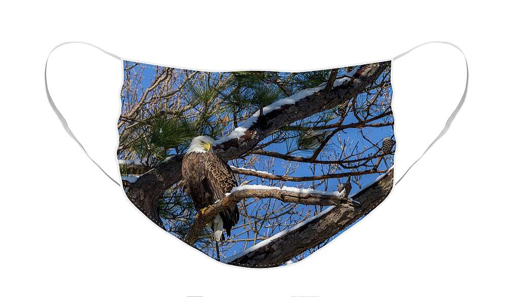 Bald Face Mask featuring the photograph Bald Eagle Watching Her Domain by Liza Eckardt