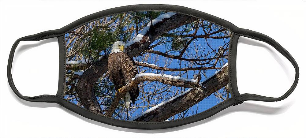 Bald Face Mask featuring the photograph Bald Eagle Watching Her Domain by Liza Eckardt