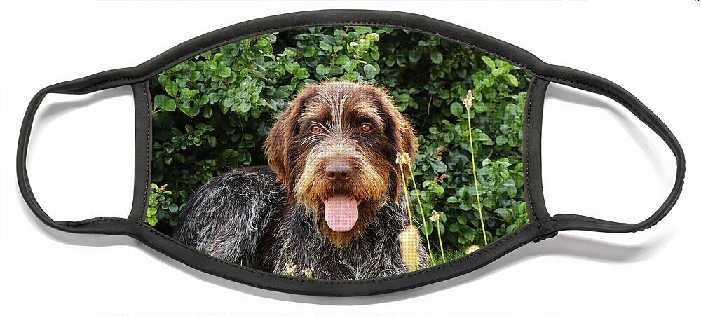 Dog Face Mask featuring the photograph Barbu tcheque typical for czech republic lying in shadow during hot summer days. Female dog with tongue out is looking at camera. Outdoor activities. Tired after hunting. Happy expression by Vaclav Sonnek
