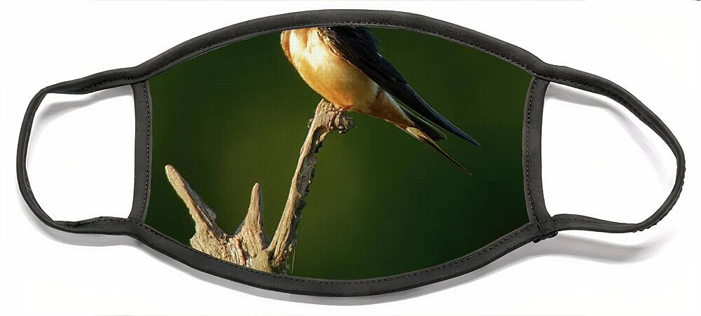 Swallow Face Mask featuring the photograph Barn Swallow in Dusk Sunlight by Natural Focal Point Photography