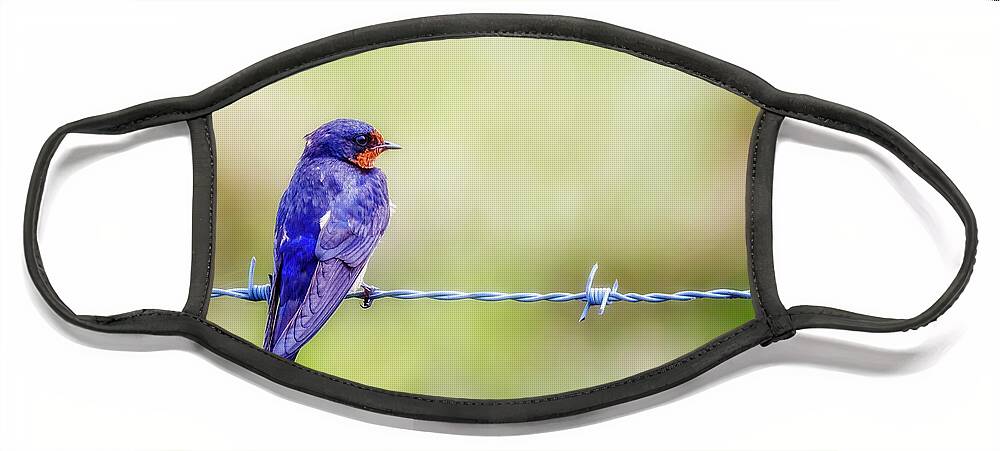 Barn Swallow Face Mask featuring the photograph Barn Swallow Perched on Barbed Wire by Susan Rissi Tregoning