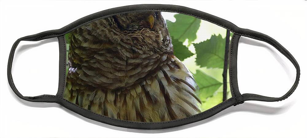 Barred Owl Face Mask featuring the photograph Barred Owl by Daniel Reed