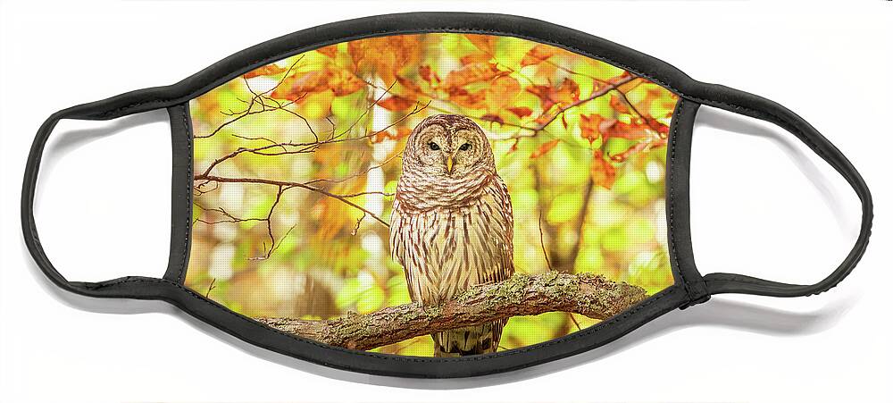 Barred Owl Face Mask featuring the photograph Barred Owl In Autumn Natchez Trace MS by Jordan Hill
