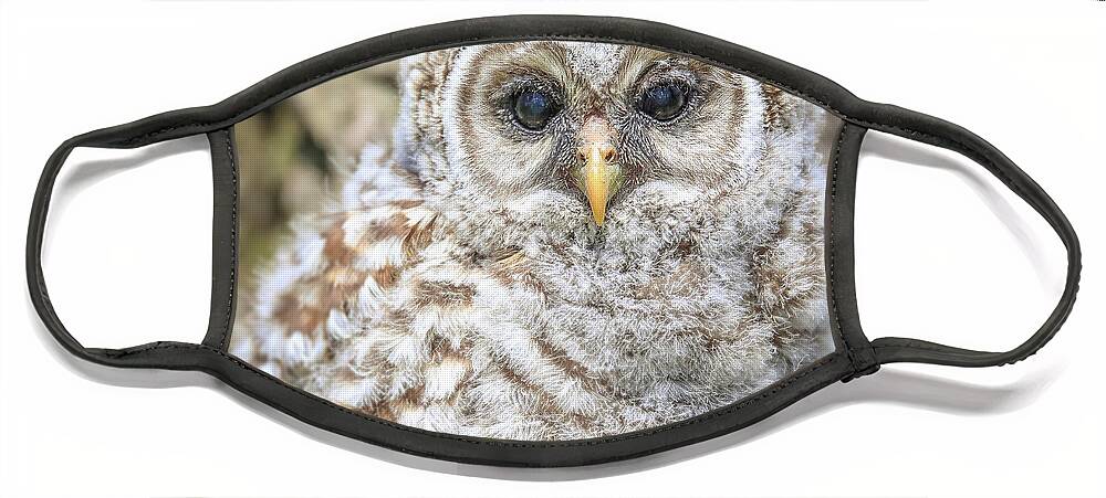 Barred Owlet Portrait Face Mask featuring the photograph Barred Owlet Portrait by Dan Sproul