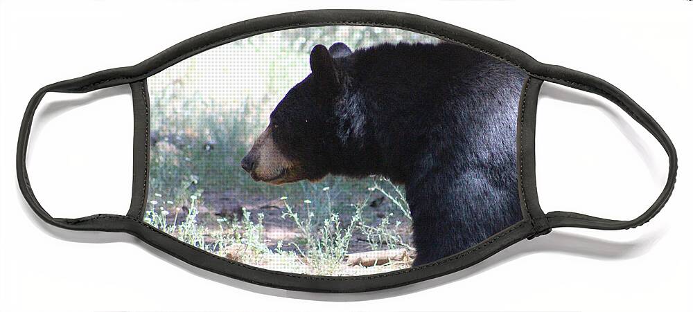 Black Bear Face Mask featuring the photograph Bear in Thought by Colleen Cornelius