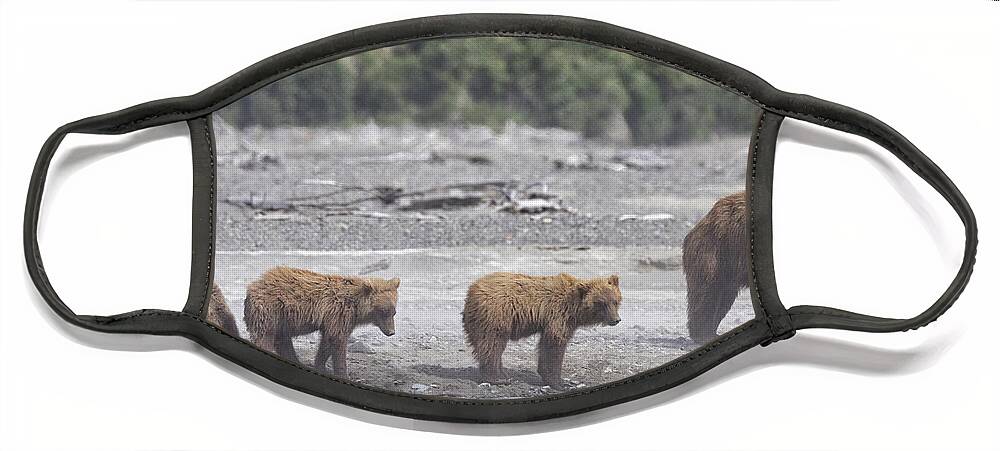 Alaska Face Mask featuring the photograph Bears in a Sandstorm by Cheryl Strahl