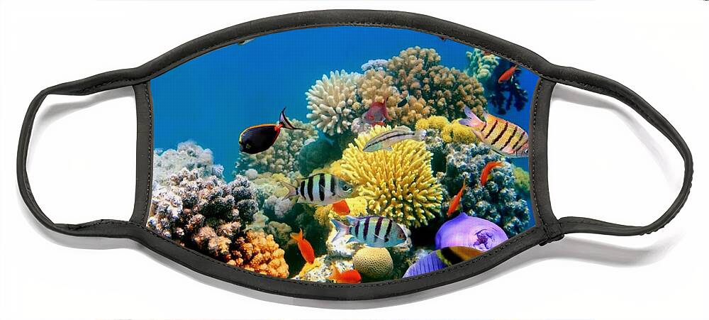 Fish Face Mask featuring the photograph Beautiful Fish On Coral Reef by Beautiful Nature Prints