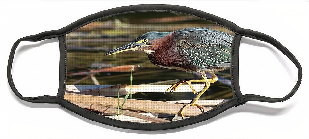 Green Heron Face Mask featuring the photograph Beautiful Green, Maroon and Yellow by Mingming Jiang