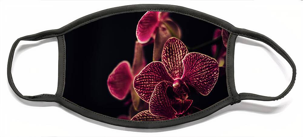 Orchid Face Mask featuring the photograph Beautiful orchid flower on dark background. by Jelena Jovanovic