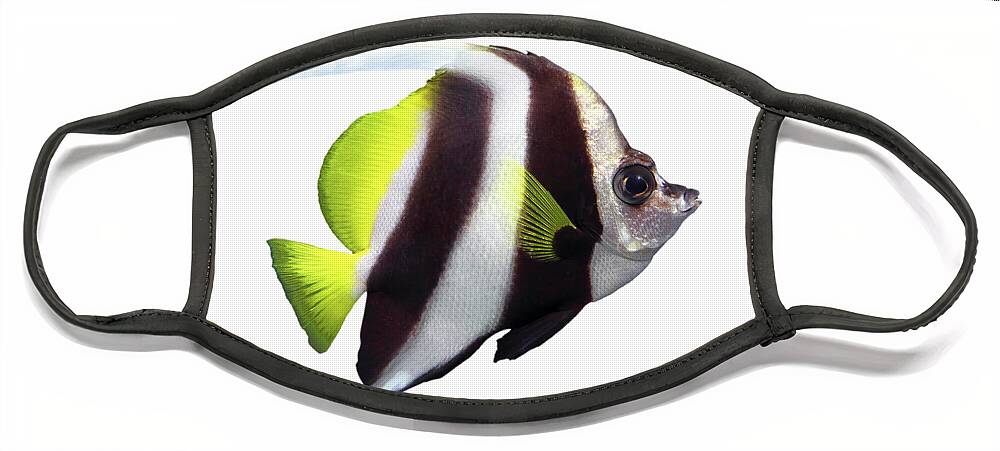 Heniochus Face Mask featuring the photograph Beautiful Pennant Coralfish Isolated by Mikhail Kokhanchikov