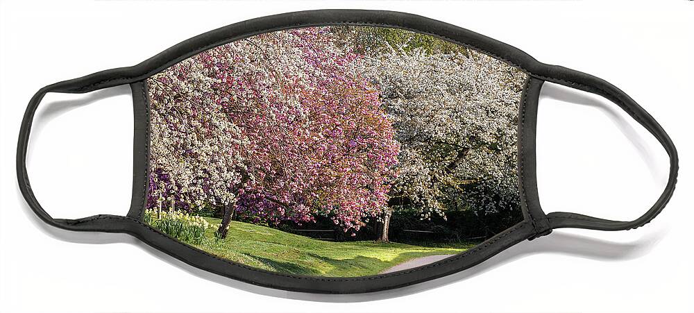 Blossom Face Mask featuring the photograph Beautiful spring trees in pink and white blossom by Simon Bratt