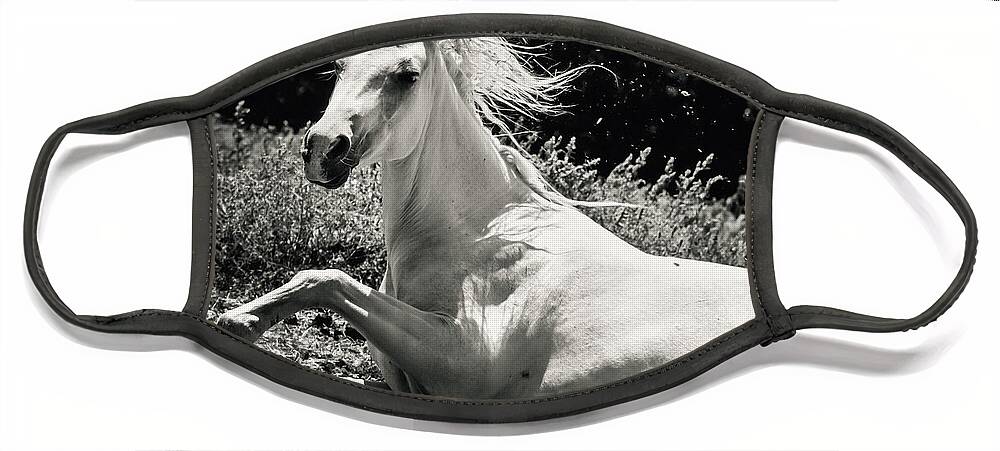 Horse Face Mask featuring the photograph Beautiful White Horse Laying Down by Dimitar Hristov