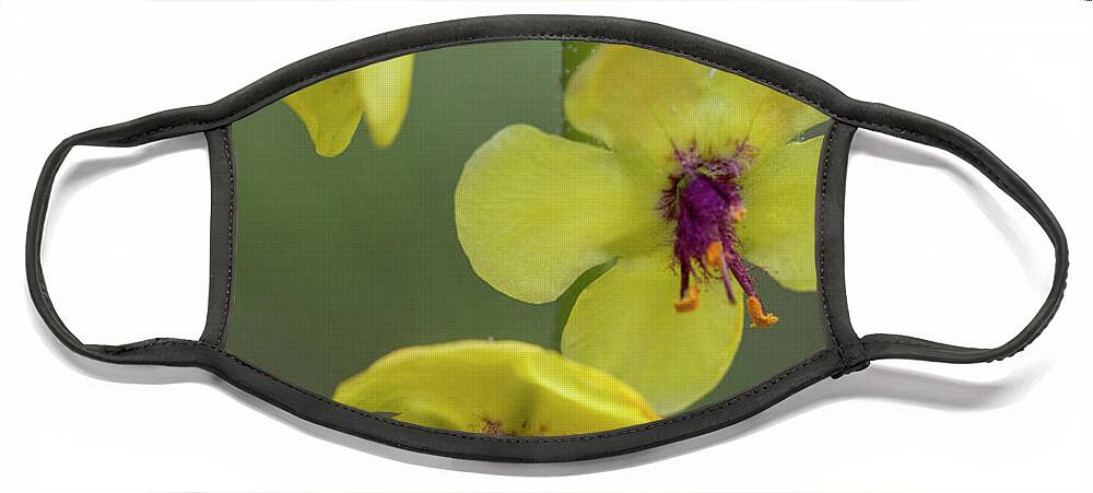 Moth Mullein Face Mask featuring the photograph Beautiful Yellow Moth Mullein Wildflowers - Verbascum blattaria by Kathy Clark