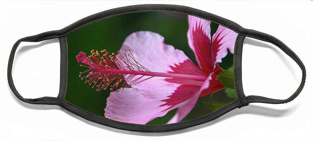 Hawaiian Hibiscus Face Mask featuring the photograph Beauty's Brief Embrace by Heidi Fickinger