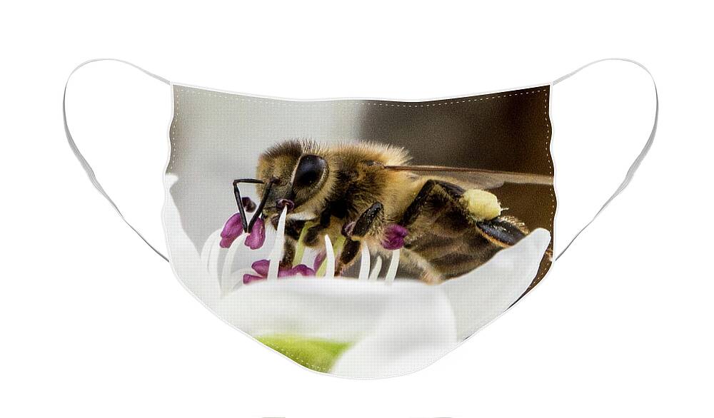 Bees Face Mask featuring the photograph Bee Feast by Cheryl McClure