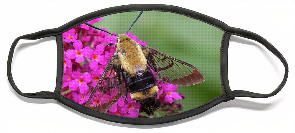 Animals Face Mask featuring the photograph Bee Moth on Bush by Charles Floyd