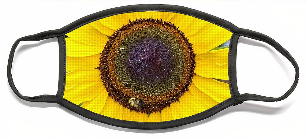 Orange Face Mask featuring the photograph Bee on Sunflower 8 by James Cousineau