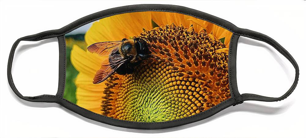 Bee Face Mask featuring the photograph Bee on Sunflower by Rick Nelson