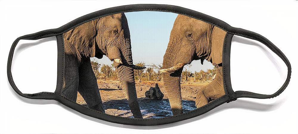 African Elephant Face Mask featuring the photograph Between Friends by Elvira Peretsman