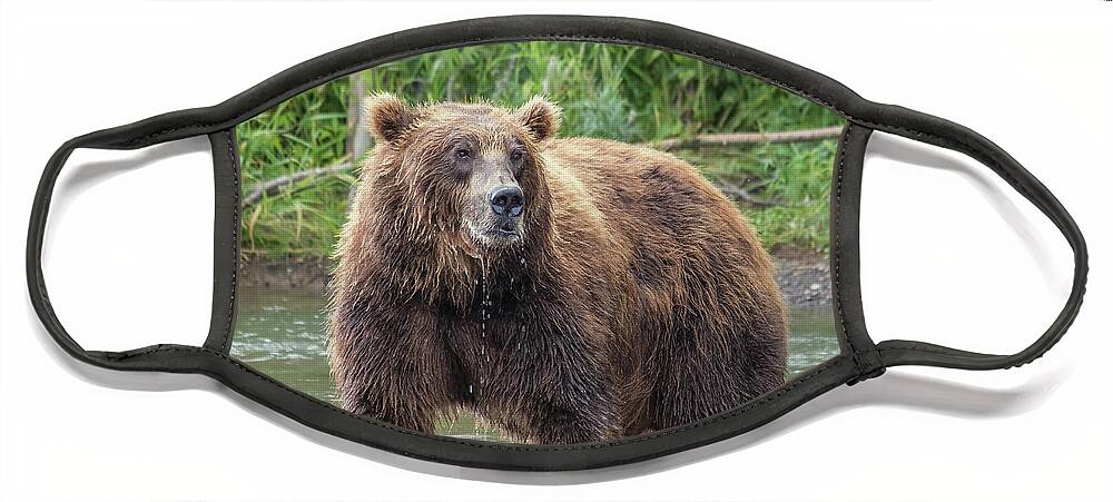Bear Face Mask featuring the photograph Big brown bear in river by Mikhail Kokhanchikov