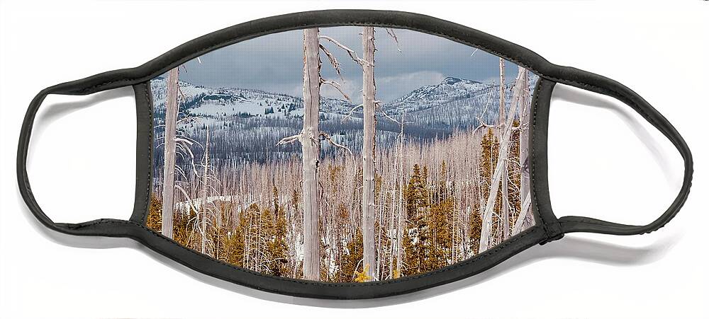 Trees Face Mask featuring the photograph Big Sky Country by Carolyn Mickulas