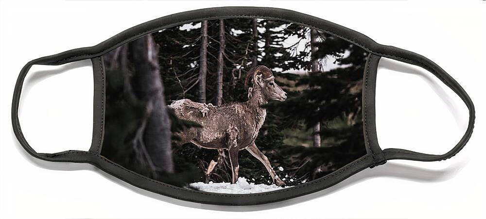  Face Mask featuring the photograph Bighorn in Snow by William Boggs