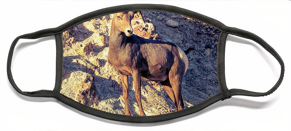 Hemingway Park Face Mask featuring the photograph Bighorn Sheep in the Mojave Desert 2 by James Sage