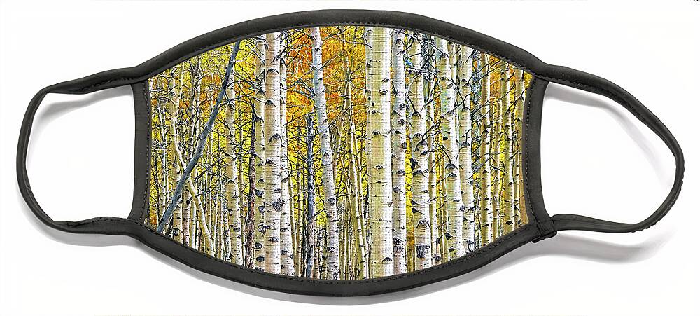 Nature Face Mask featuring the photograph Birch Tree Grove in Autumn Yellow Color by Randall Nyhof