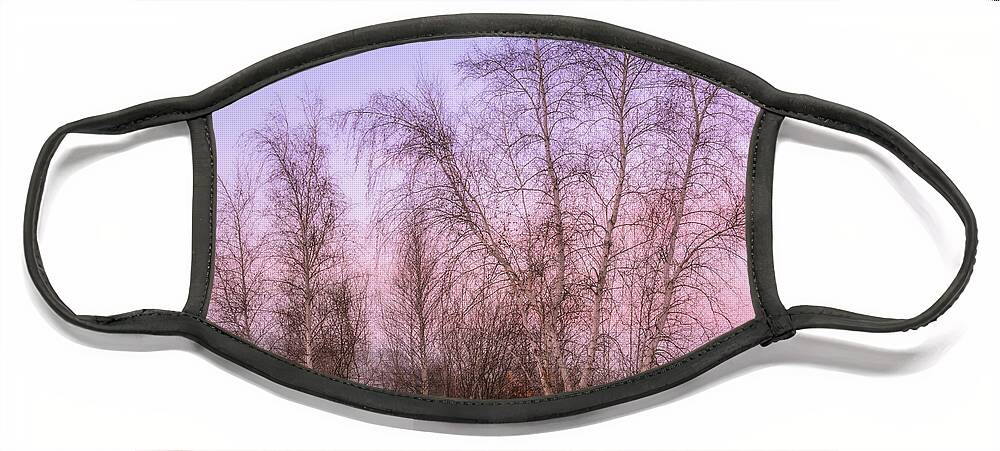 Birch Trees Face Mask featuring the photograph Birch Trees in Pastel by Michael Hubley