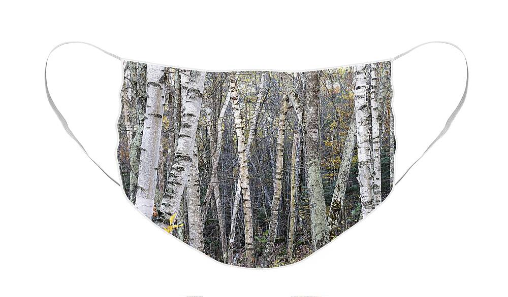 Photography Face Mask featuring the photograph Birch Trees by Larry Ricker