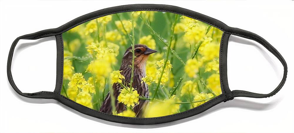 Redwingedblackbird Face Mask featuring the photograph Bird in Yellow Flowers by Pam Rendall