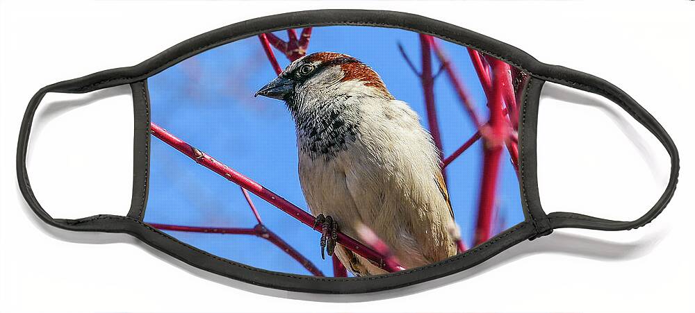 Bird Red Branches Face Mask featuring the photograph Bird on Red Branches by David Morehead