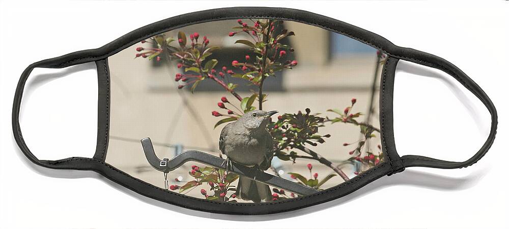 Wildlife Face Mask featuring the photograph Bird. Watching. by Patricia Youngquist