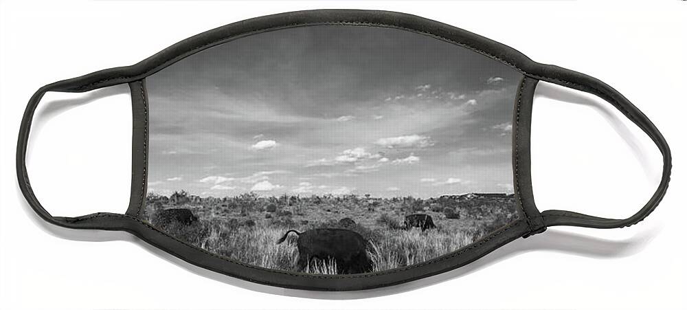 Richard E. Porter Face Mask featuring the photograph Bison Grazing 2, Caprock Canyons State Park, Texas by Richard Porter