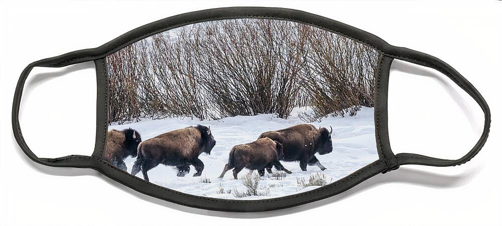 Yellowstone National Park Face Mask featuring the photograph Bison Running by Cheryl Strahl