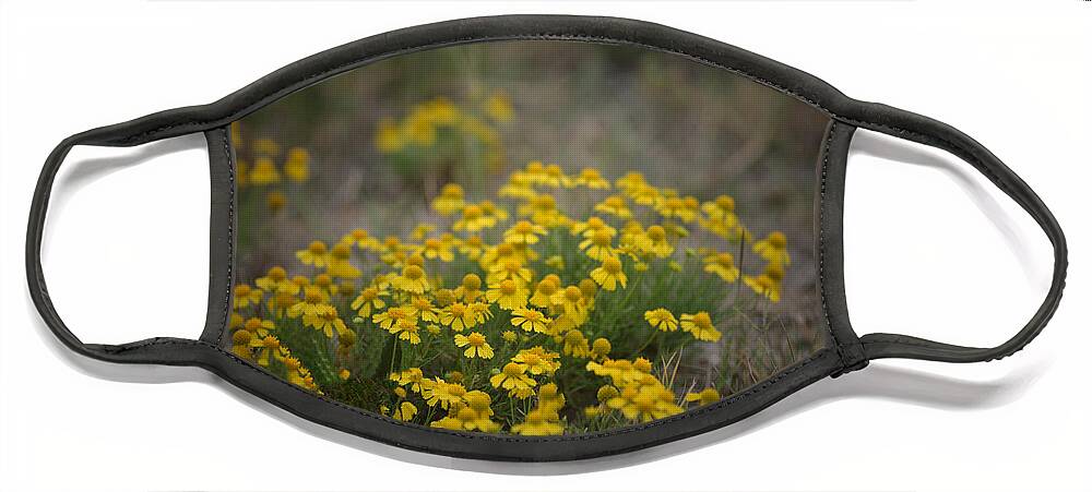 Daisy Face Mask featuring the photograph Bitter Sneezeweed by DArcy Evans