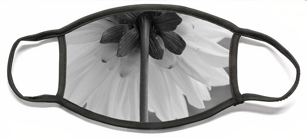 Flower Face Mask featuring the photograph Black and White Dahlia 2 by Amy Fose