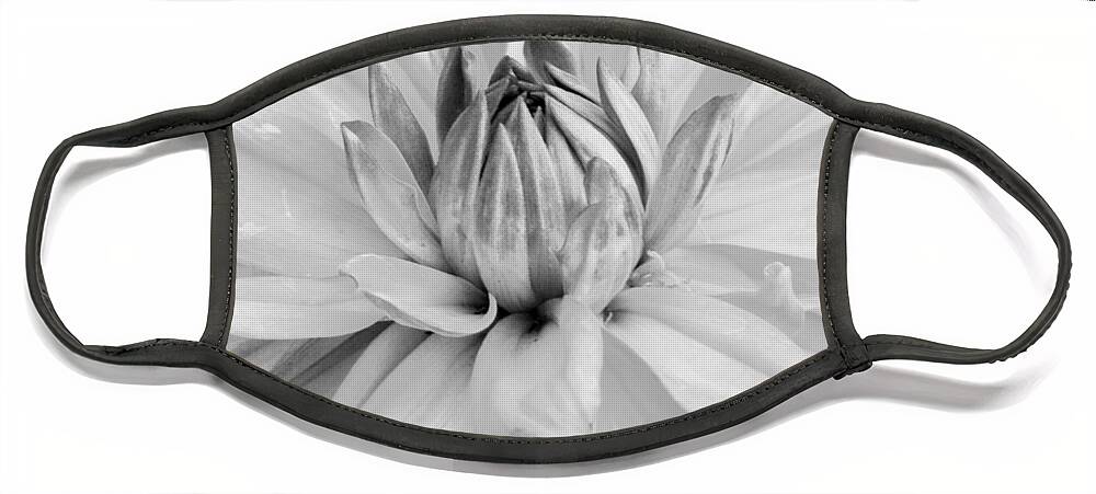 Flower Face Mask featuring the photograph Black and White Dahlia 3 by Amy Fose