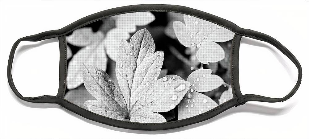 Leaves Face Mask featuring the photograph Black and White Leaves by Christina Rollo
